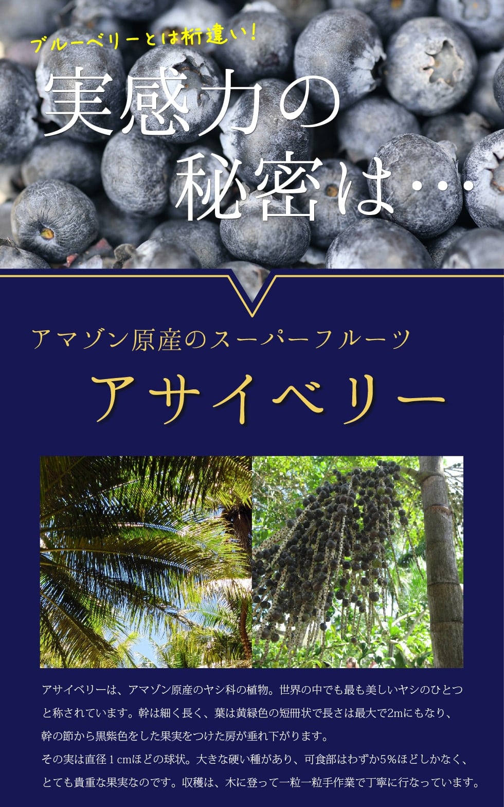 実感力の秘密は