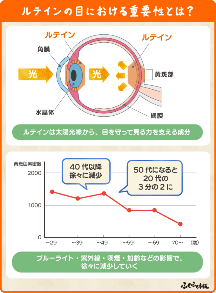 ルテインの目における重要性とは