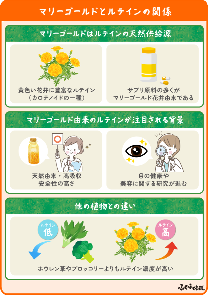 マリーゴールドとルテインの関係