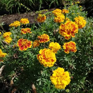 マリーゴールド